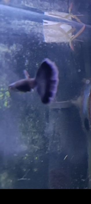 Guppy blue moscow