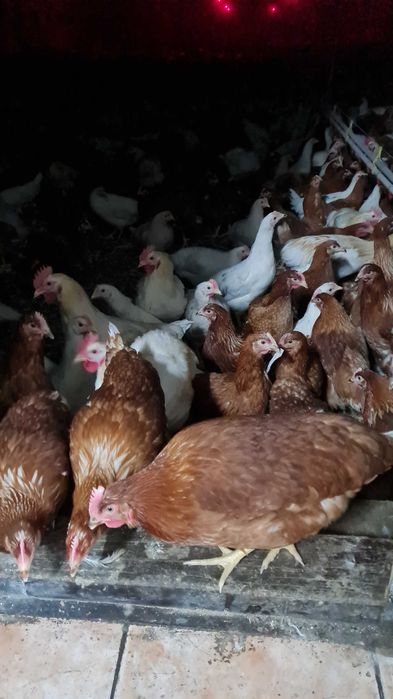 Kury kurki kurczaki nioski młode z jajkami.Rosa1 Dominant Leghorn JAJA