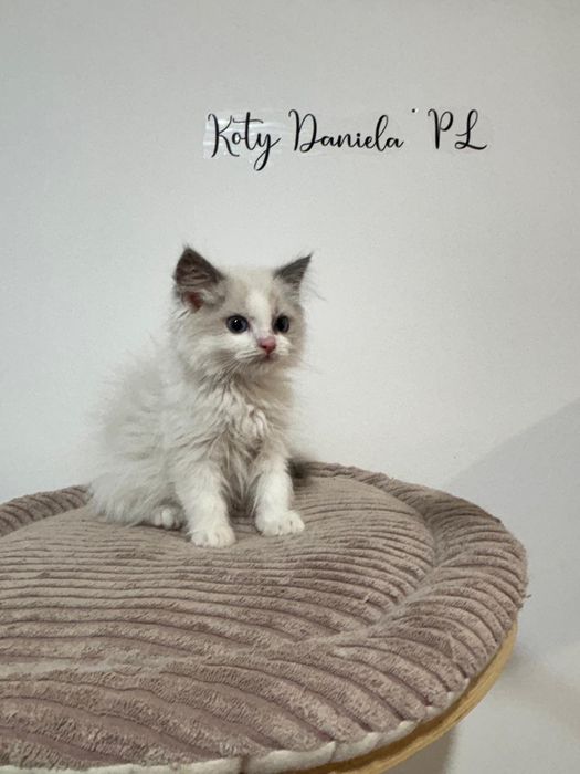 Ragdoll kocurek ,,Galaxy" Rodowód FPL FIFE