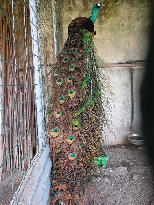 Pavões Pequenos Verdes - 10 dias