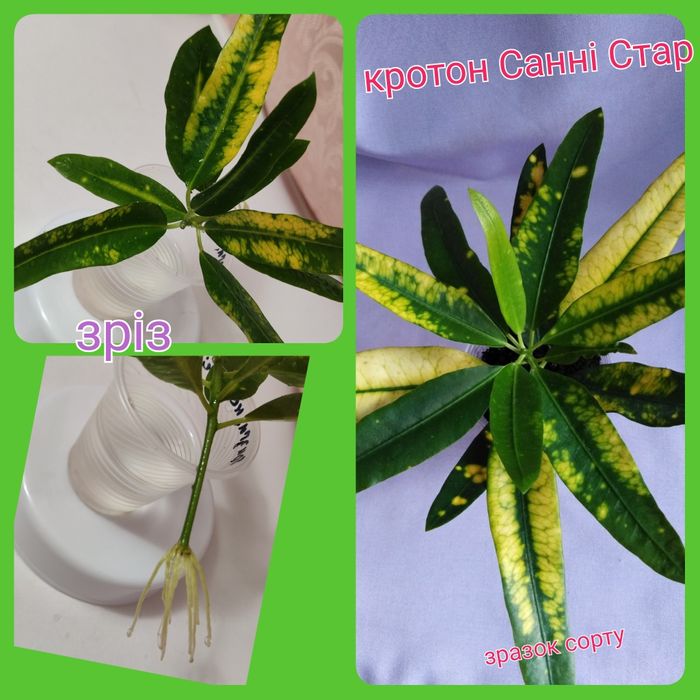 Фикусы 6 сортов; кротоны Голд Сан  и Санни Стар; сингониумы и драцены