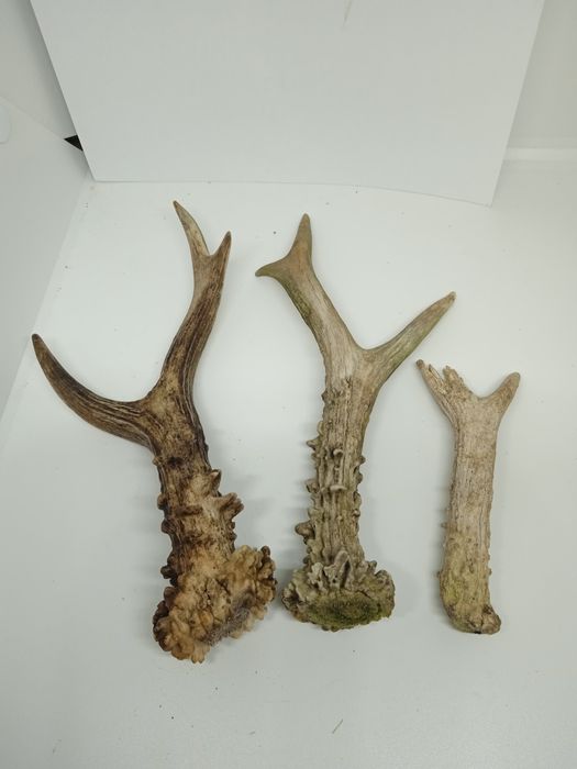 Parostki kozła Dł. 20 cm parostek 3 sztuki jelenia łosia gryzak dla ps