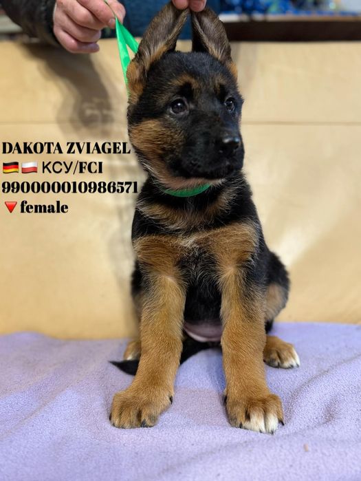 Німецька вівчарка .