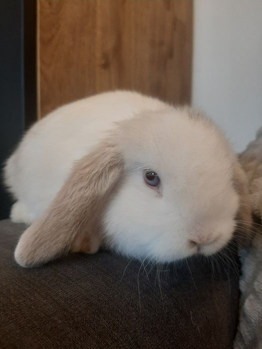 Króliki baranek karzełek miniaturka mini lop