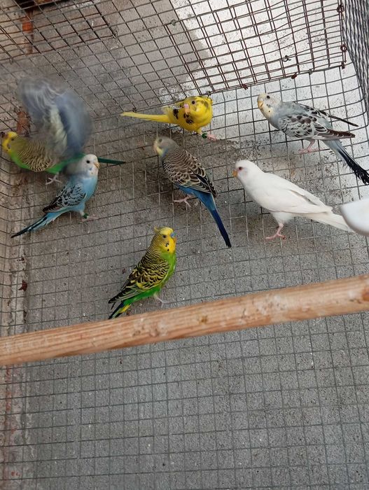Periquitos Australianos de 2026, várias mutações