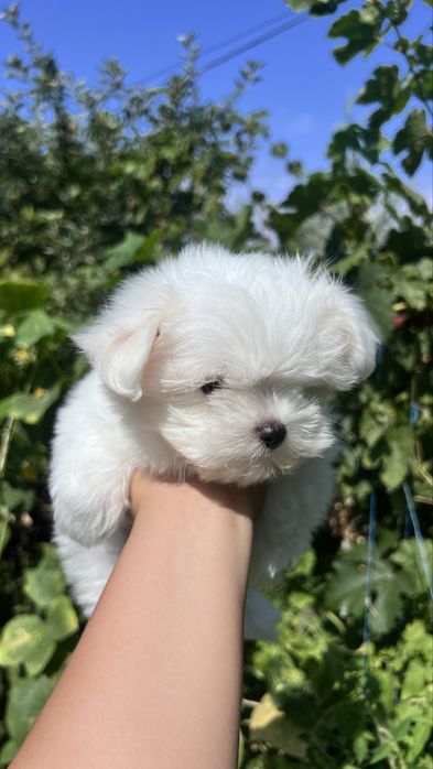 Продам щенка мальтийской болонки