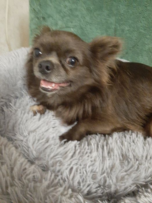 .Длинношёрстное Чихуахуа.