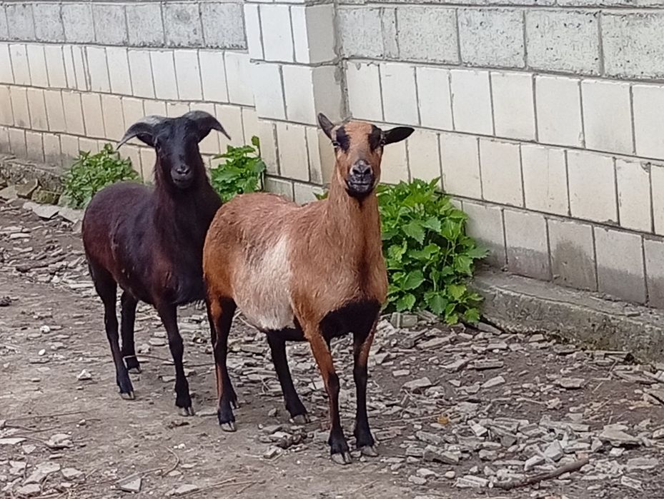 Sprzedam owce kameruńskie