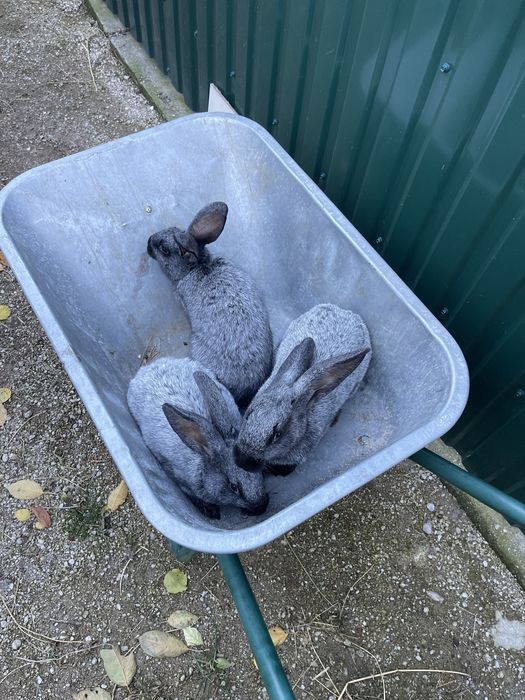 Продам Кролі Полтавське срібло та панон