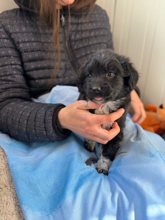 Kminek maluszek szuka domku