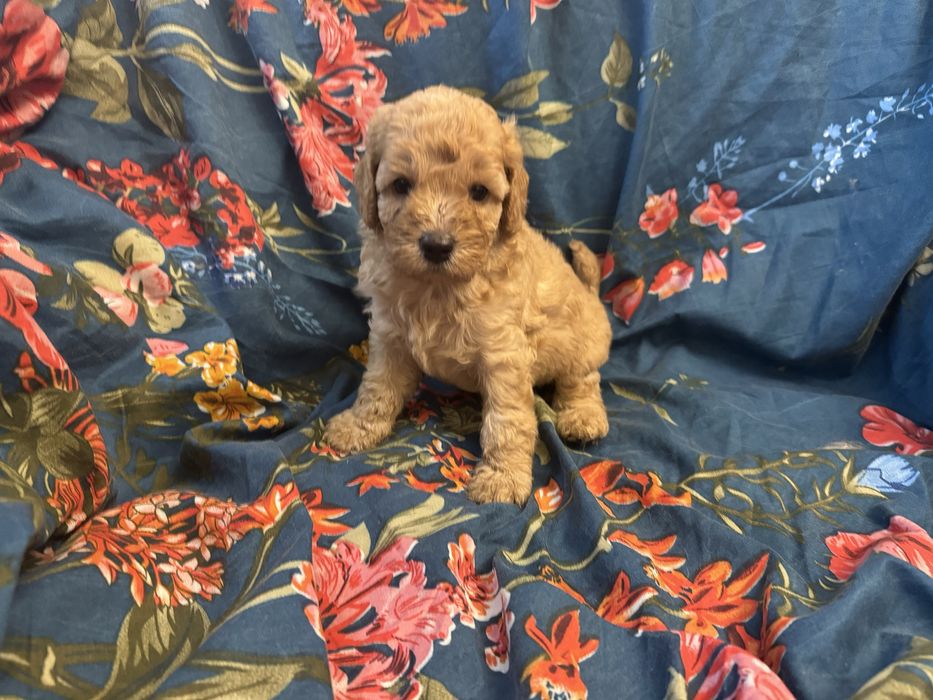 Той пудель на долоню