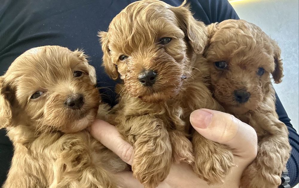 Цуценята Мальтипу ф2