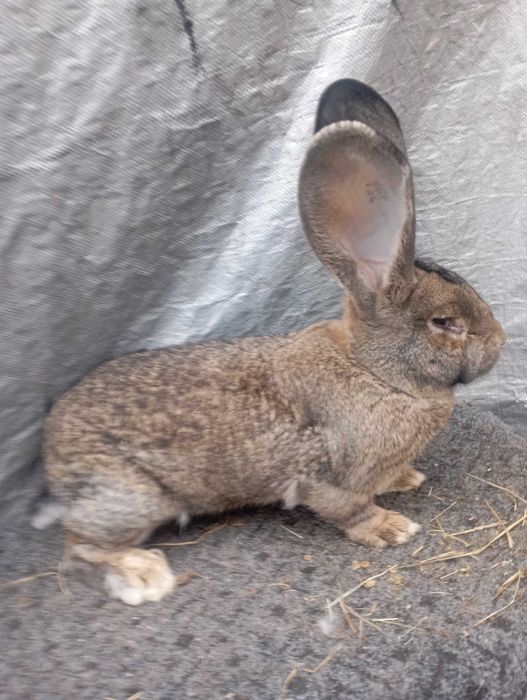 Sprzedam samicę olbrzyma belgijskiego szarego