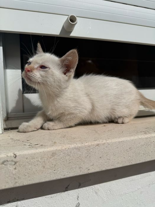 Gatinhas para Adoção