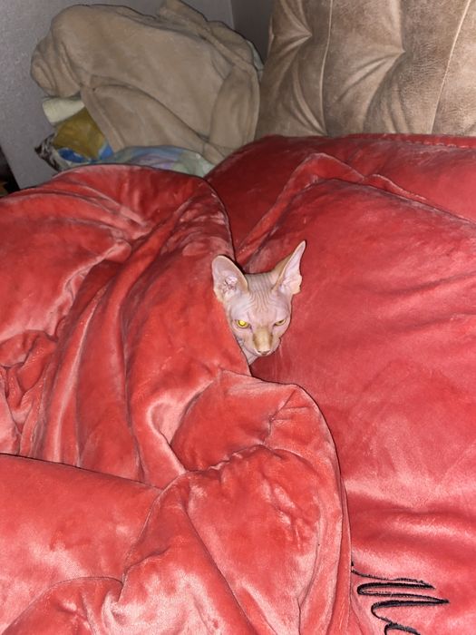 Сфінкс канадський вязка злучка сфинкс резинка вʼязка