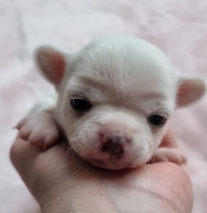 Chihuahua Krótkowłosa ZKwP FCI