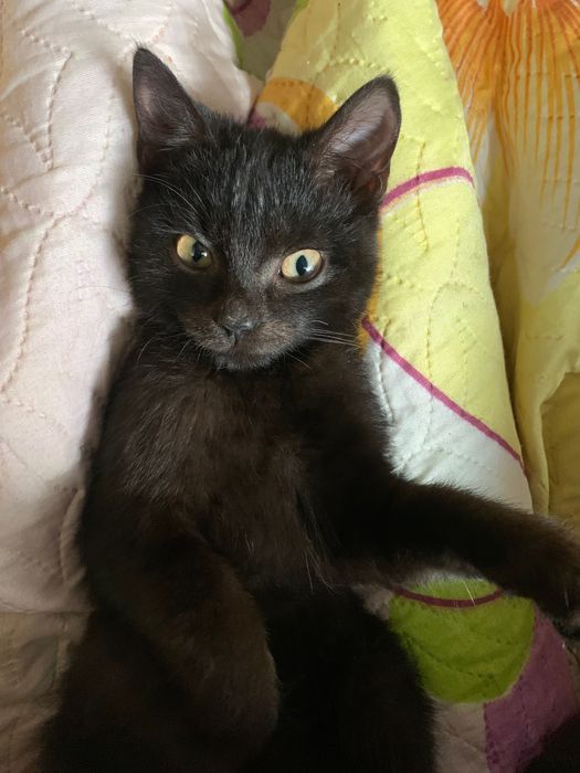 У добрі ручки віддам котика