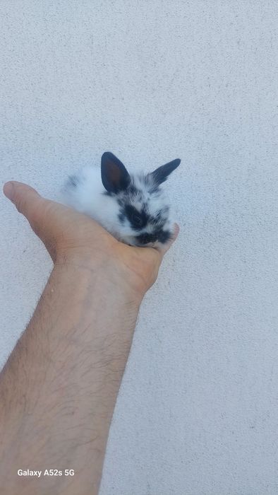 Coelhos anões  de qualidade