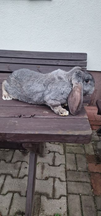 Baran francuski szynszyl samiec samica