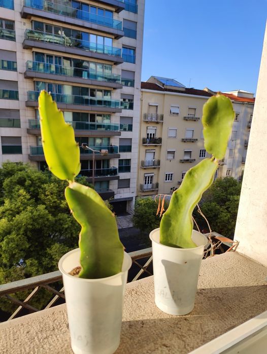 Mudas de Pitaya enraizadas