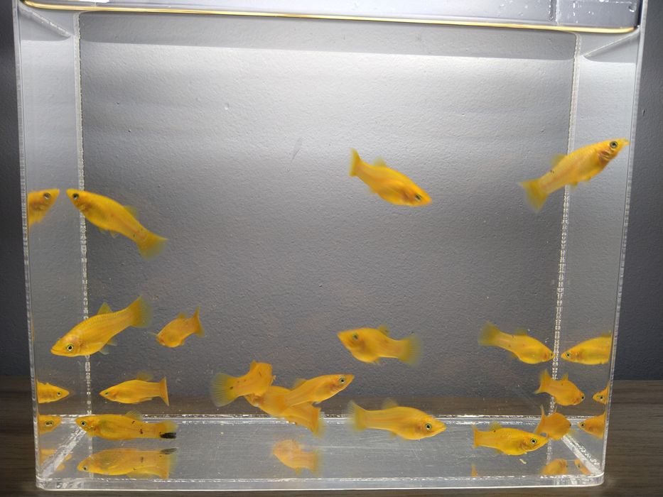 Молінезія жовта і мечоносці