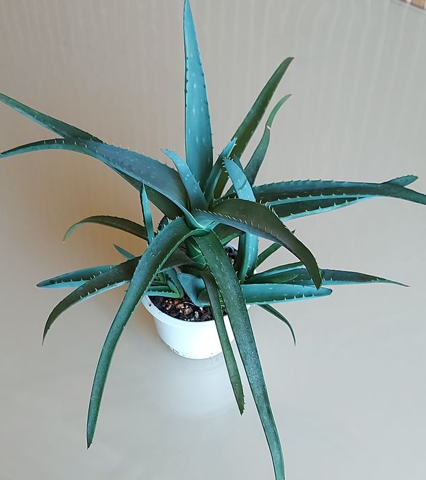 Драцена, Алое лікарське, молода рослина