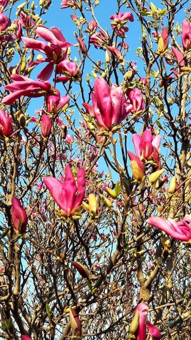 Продам саженцы магнолии Суланжа