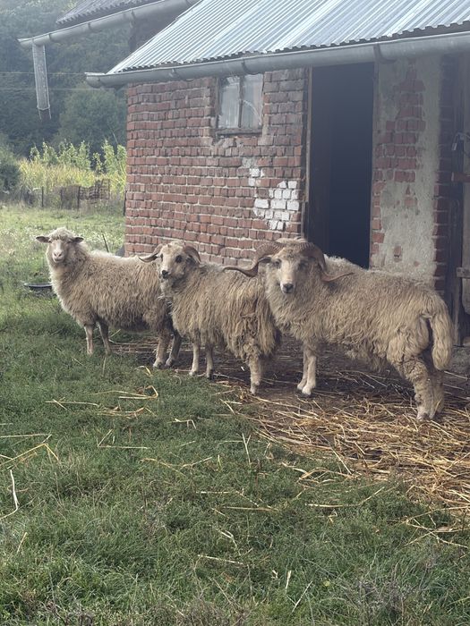 Продам барани, лютневі
