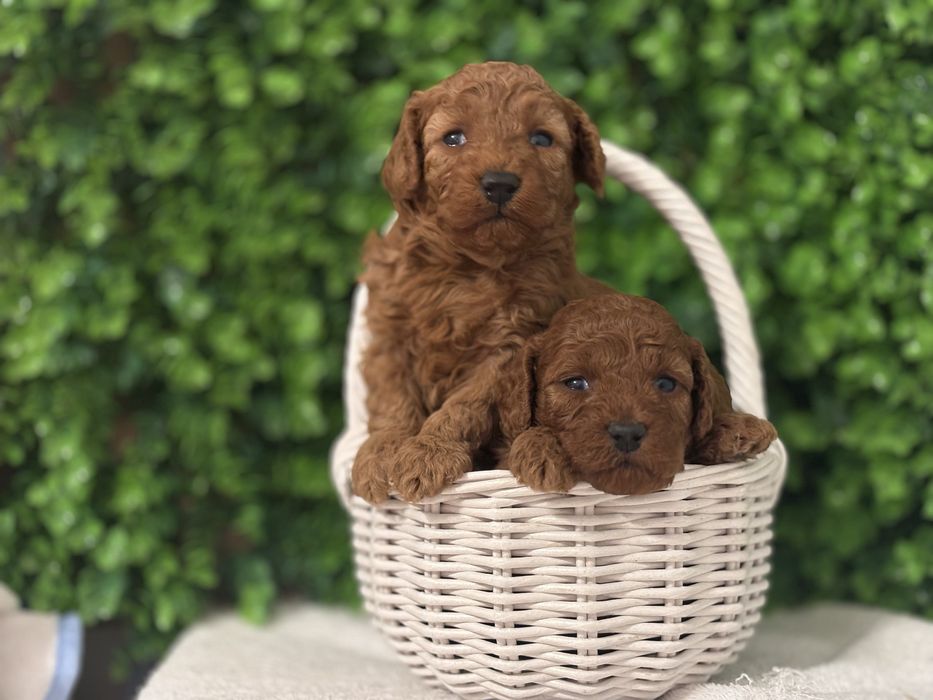 Милі дівчатка тойки