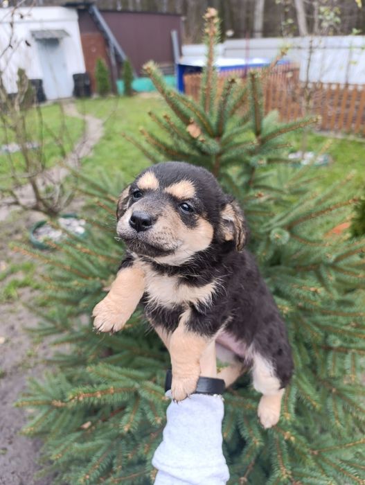 Цуценнят відам  в хороші руки.