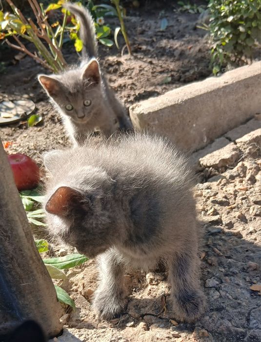 котята в хорошие руки