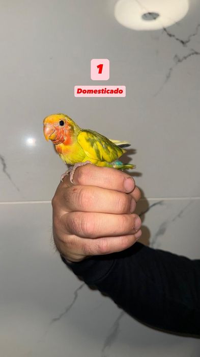 Agapornis roseicollisn domesticados