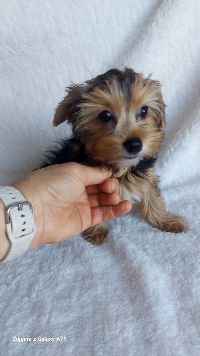 Yorkshire Terrier Biewer Carrier SUCZKA GOTOWA DO ODBIORU