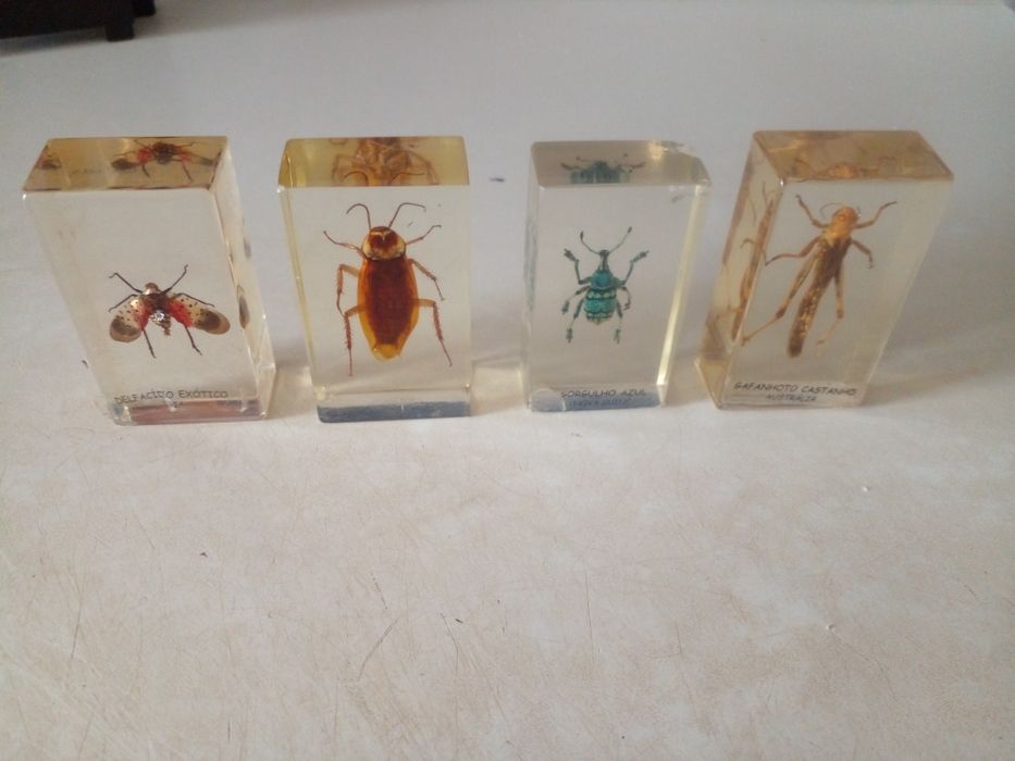 COLEÇÃO de insetos Verdadeiros  DA RBA