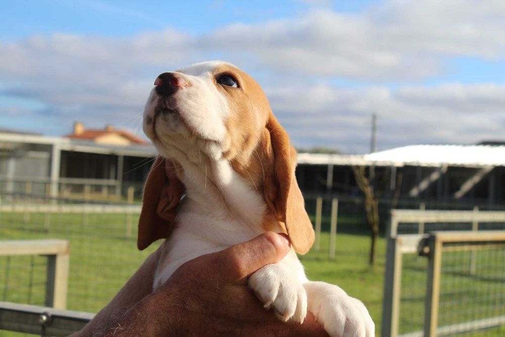 Beagle Bicolor bebé TOP