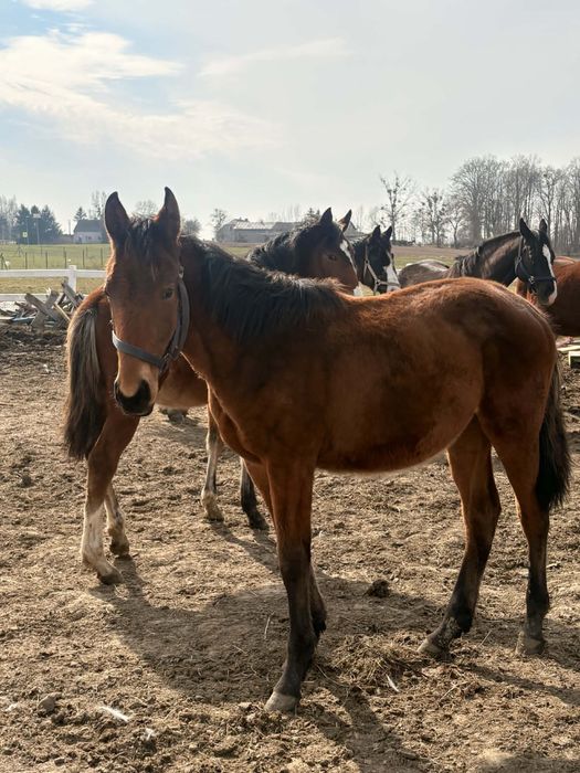 Ogierek 2025 ascot z / aganix