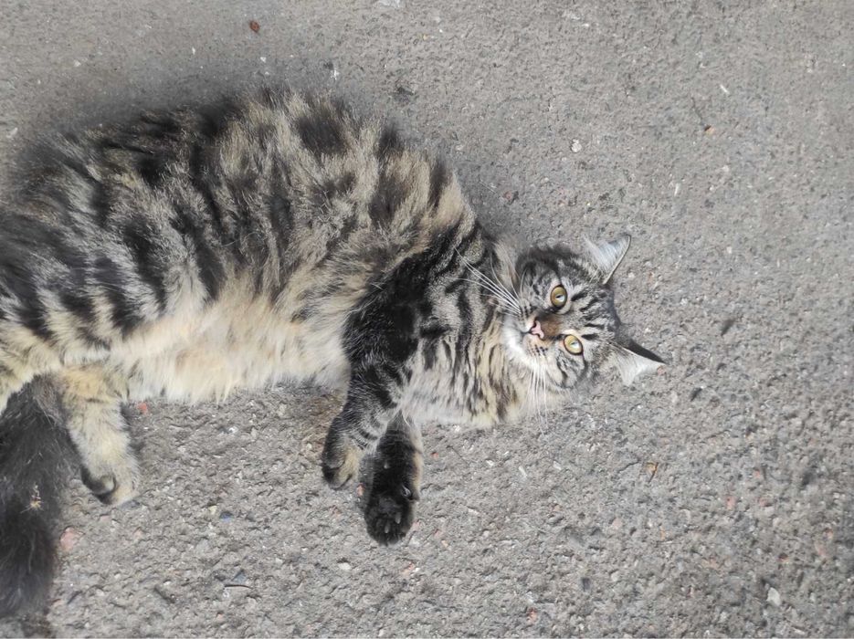 Кошечка ищет дом