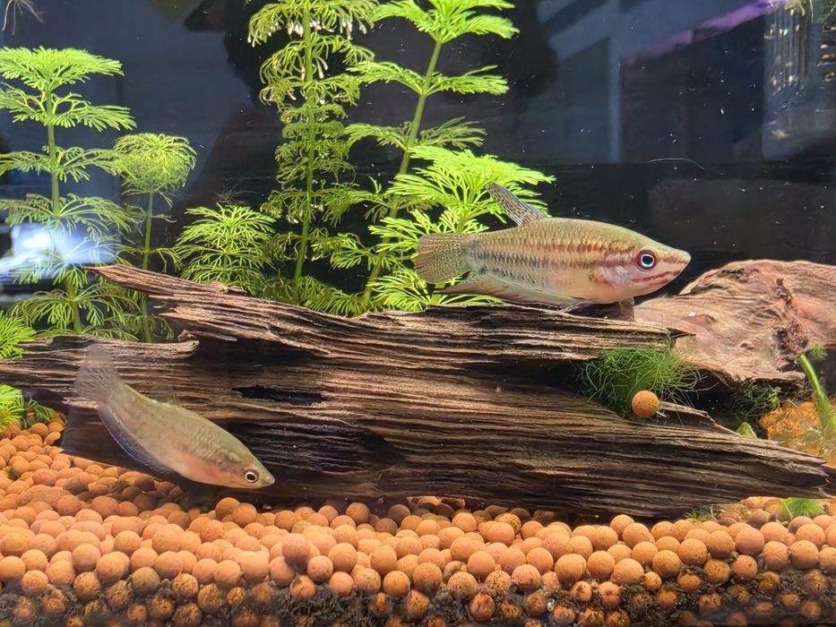 Gourami Croador (Trichopsis Vittata)