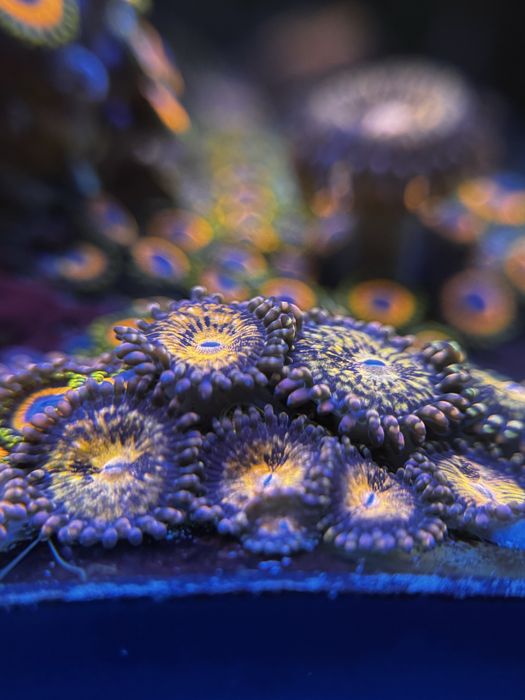 akwarium morskie Zoa/Zoanthus