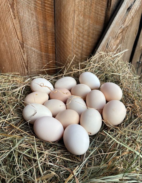 Jajka, jaja wiejskie 1,10 zł od kur z wolnego wybiegu