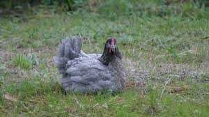 Інкубаційне яйце Гріз Сендрі