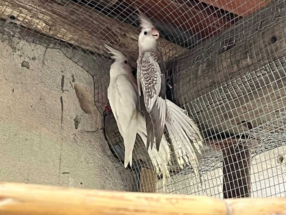 Vendo Caturras; Periquitos