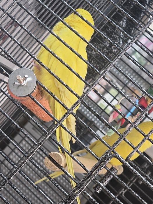 Ringneck amarelo 3 mesas