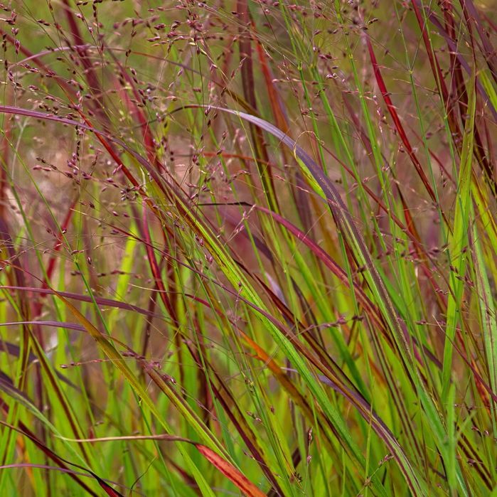 Proso rózgowate 'Sangria' Czerwona trawa (Panicum virgatum) 2.0L