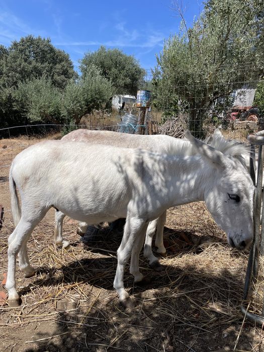 Burros machos