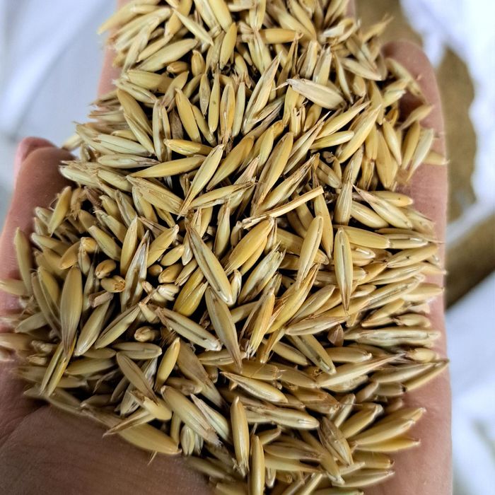 Owies  Rambo  z centrali