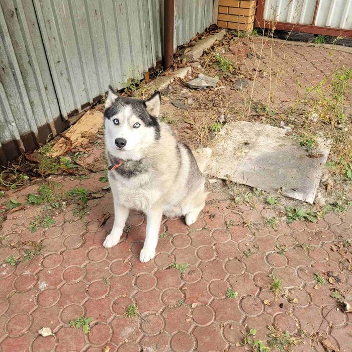 Розумна стерилізована дівчинка хаскі шукає нову родину