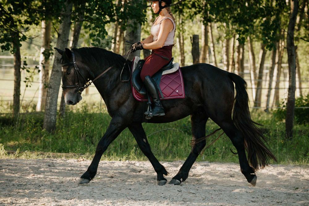 3 letni ogier mix fryza