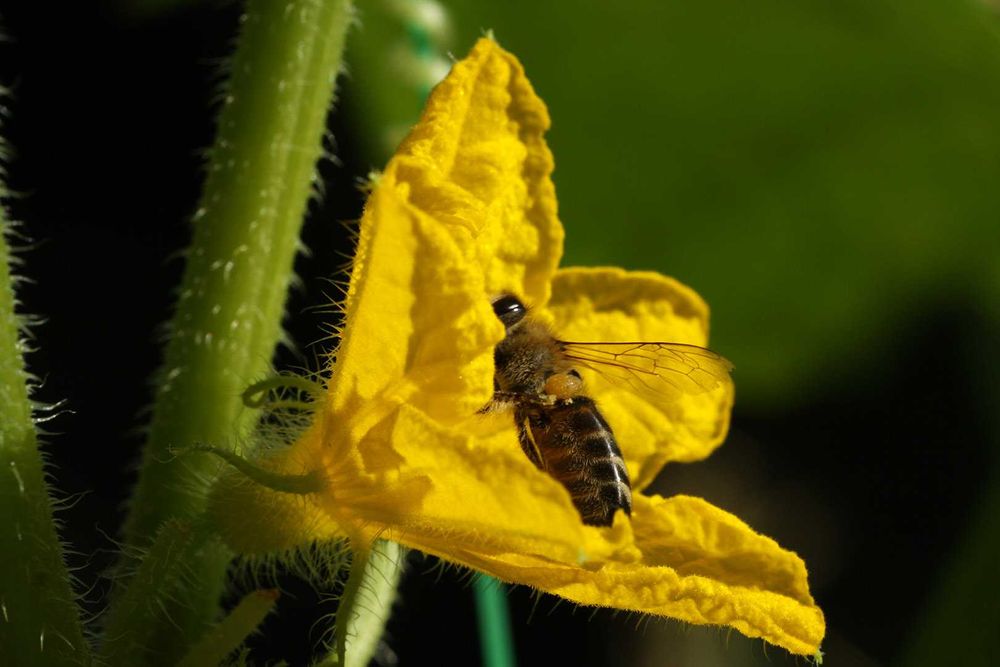 Canon/Sigma 150mm 1:2.8 APO macro EX DG HSM OS макро із стабілізацією