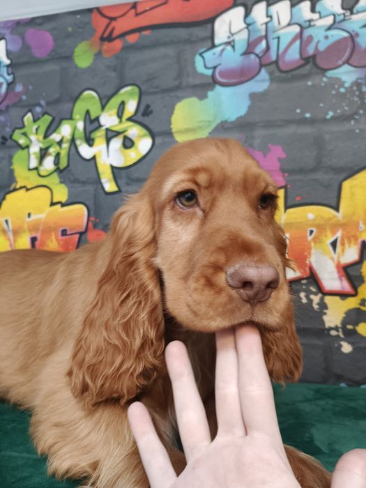 Cocker Spaniel Angielski -suczka Gotowa  do odbioru